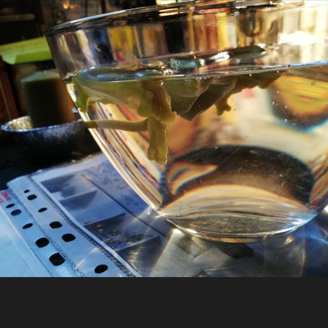 Курс "Диагностика воском" 1 ступень